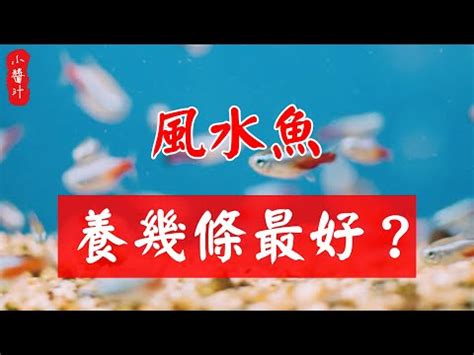 黑金魚風水